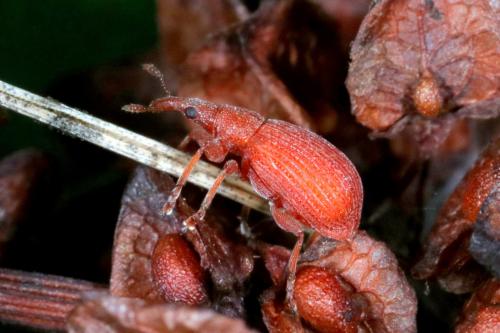 Réf. 263 463 : Apion frumentarium